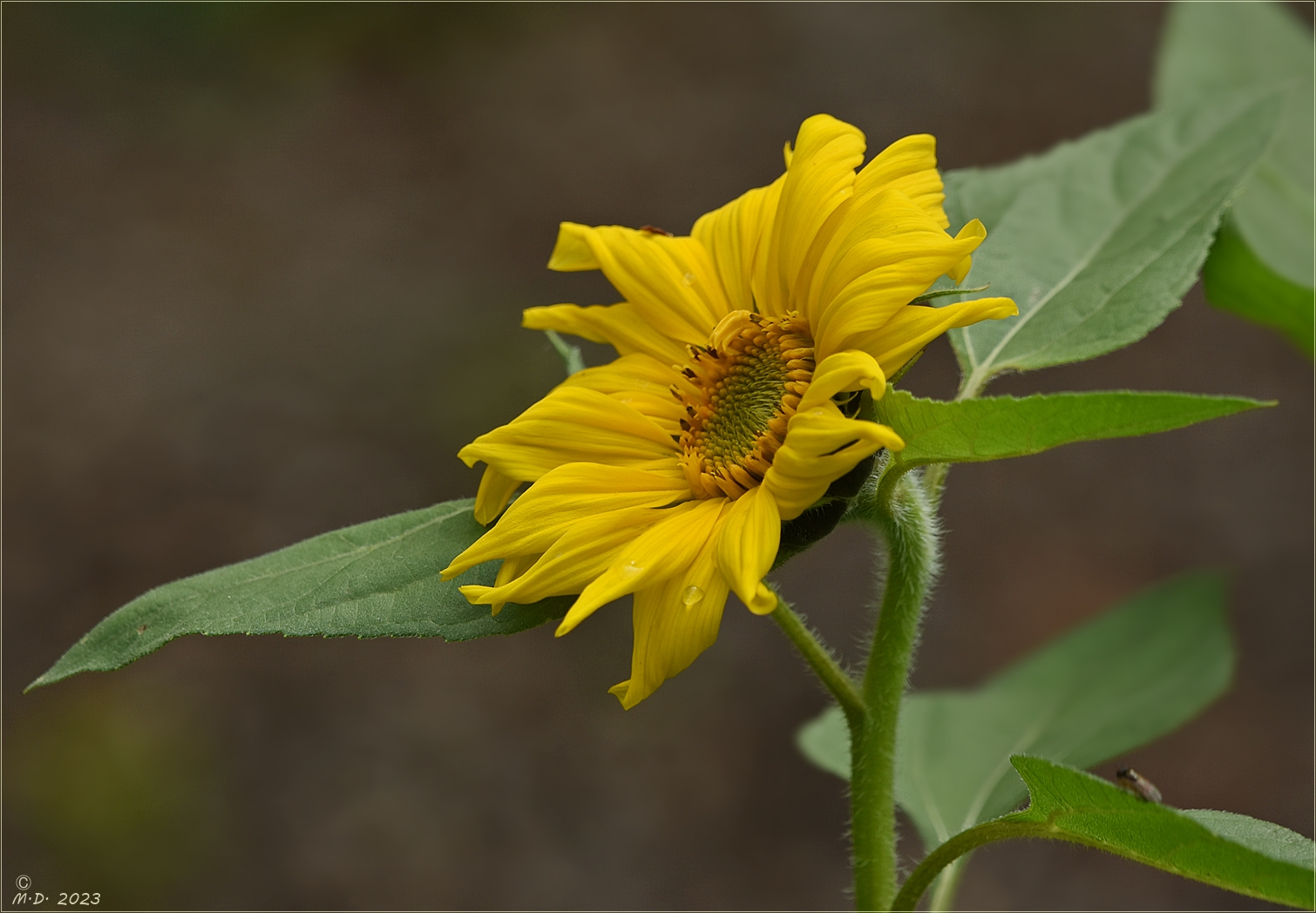 Mit dieser Sonnenblume ...