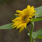 Mit dieser Sonnenblume ...