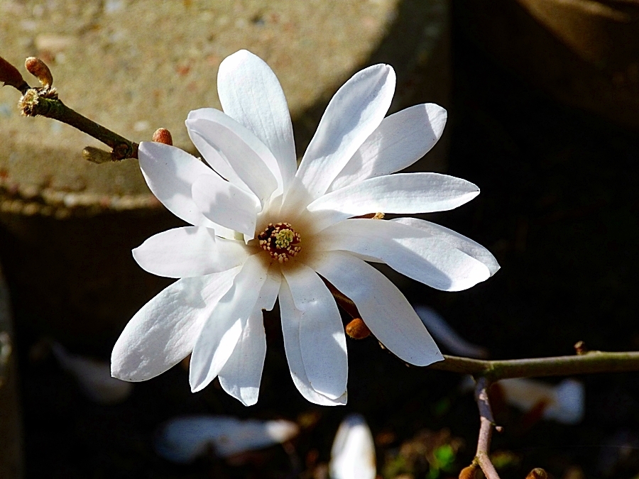 Mit dieser Sternmagnolienblüte . . . .