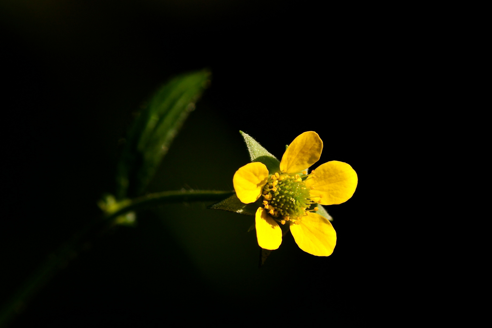 Mit dieser winzigen Blüte in meiner Lieblingsfarbe wünsche ich allen fc-Freunden . . .