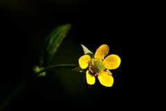 Mit dieser winzigen Blüte in meiner Lieblingsfarbe wünsche ich allen fc-Freunden . . .