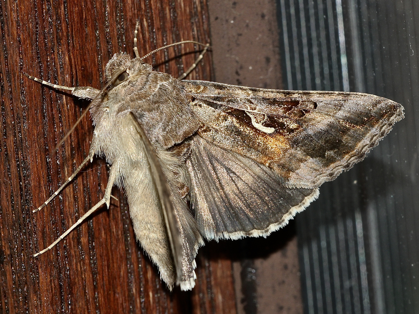 Mit dieser wunderschönen Gammaeule (Autographa = Plusia gamma) ...