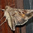 Mit dieser wunderschönen Gammaeule (Autographa = Plusia gamma) ...