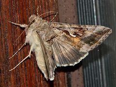 Mit dieser wunderschönen Gammaeule (Autographa = Plusia gamma) ...