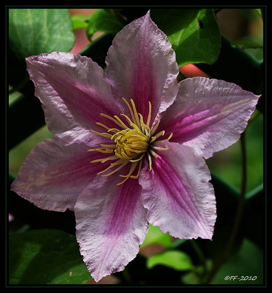 ...mit dieser zarten Clematis-Blüte ...