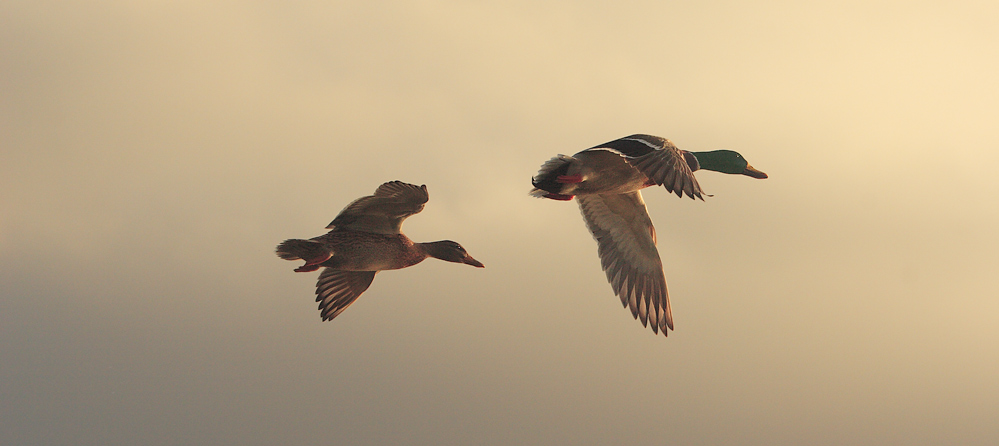 Mit dir, fliege ich bis ans Ende der Welt