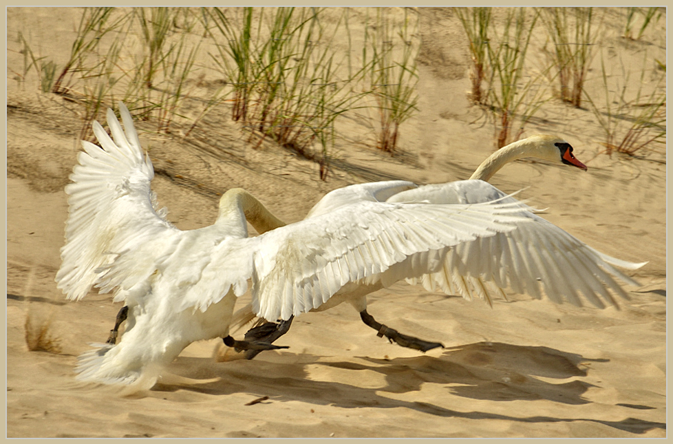 ... mit dir habe ich noch einen schwan zu rupfen ...