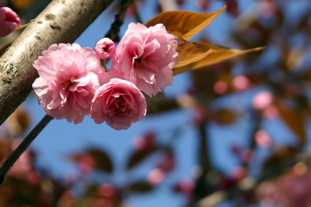 Mit ein paar Blümchen...