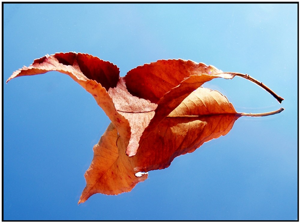 Mit einem Blatt den Herbst widerspiegeln