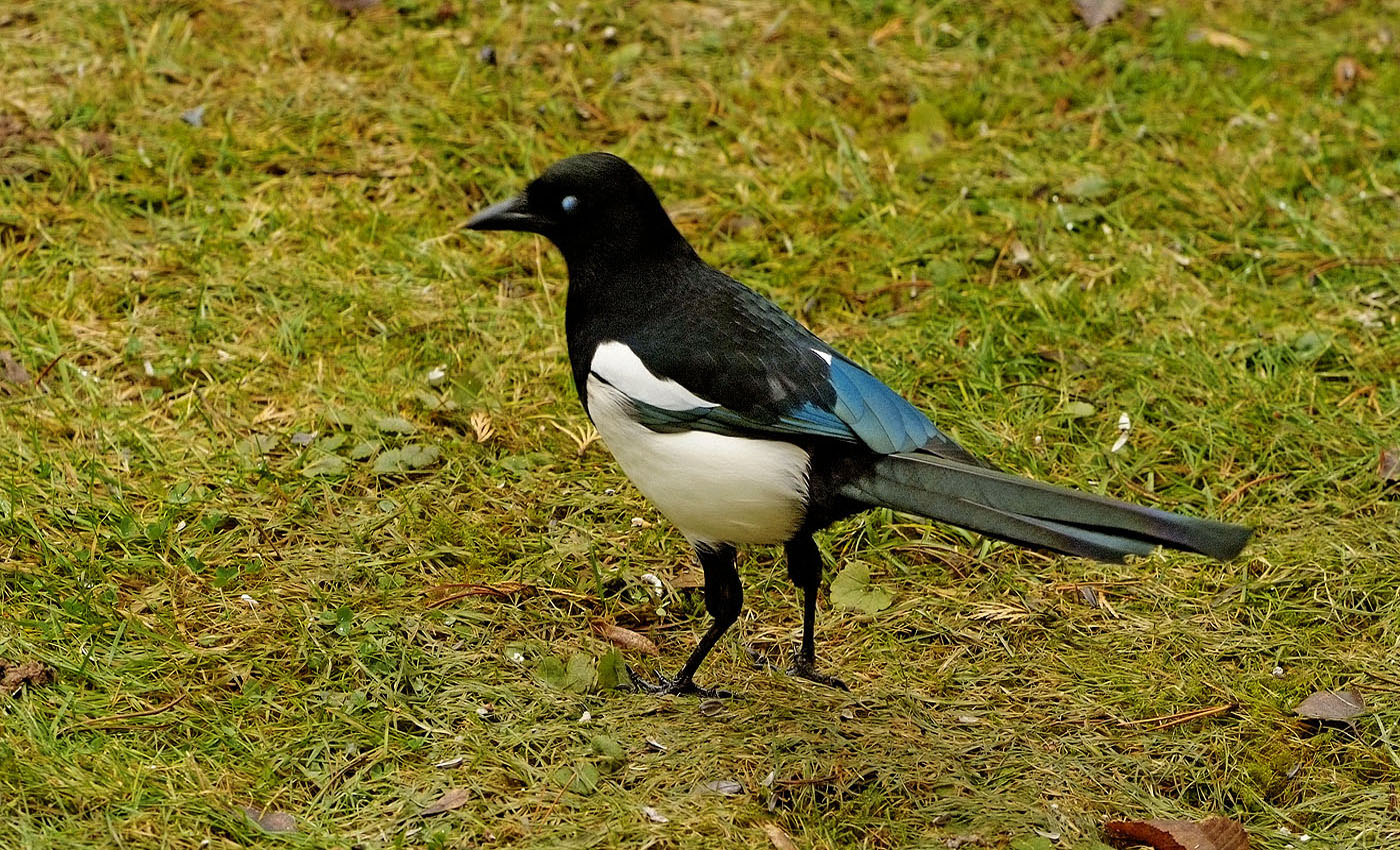 Mit einem blauen Auge ....