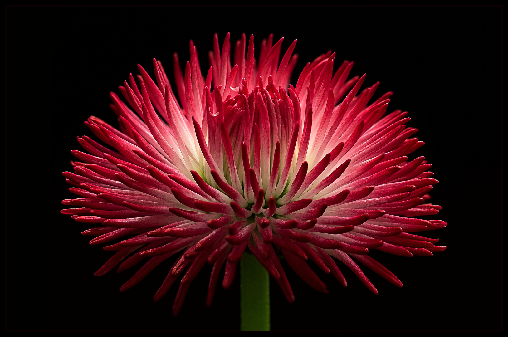 Mit einem Blumen-Feuerwerk beginne ich das Fotojahr 2020 - ( Stacking Bild ) 
