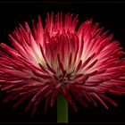 Mit einem Blumen-Feuerwerk beginne ich das Fotojahr 2020 - ( Stacking Bild ) 