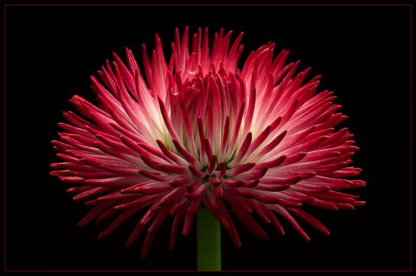 Mit einem Blumen-Feuerwerk beginne ich das Fotojahr 2020 - ( Stacking Bild ) 