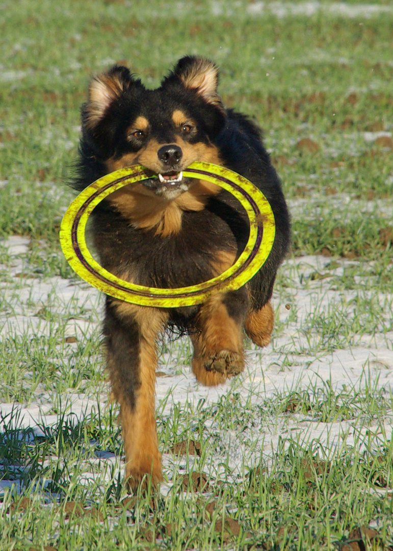 Mit einem Frisbie spielen ist das Größte