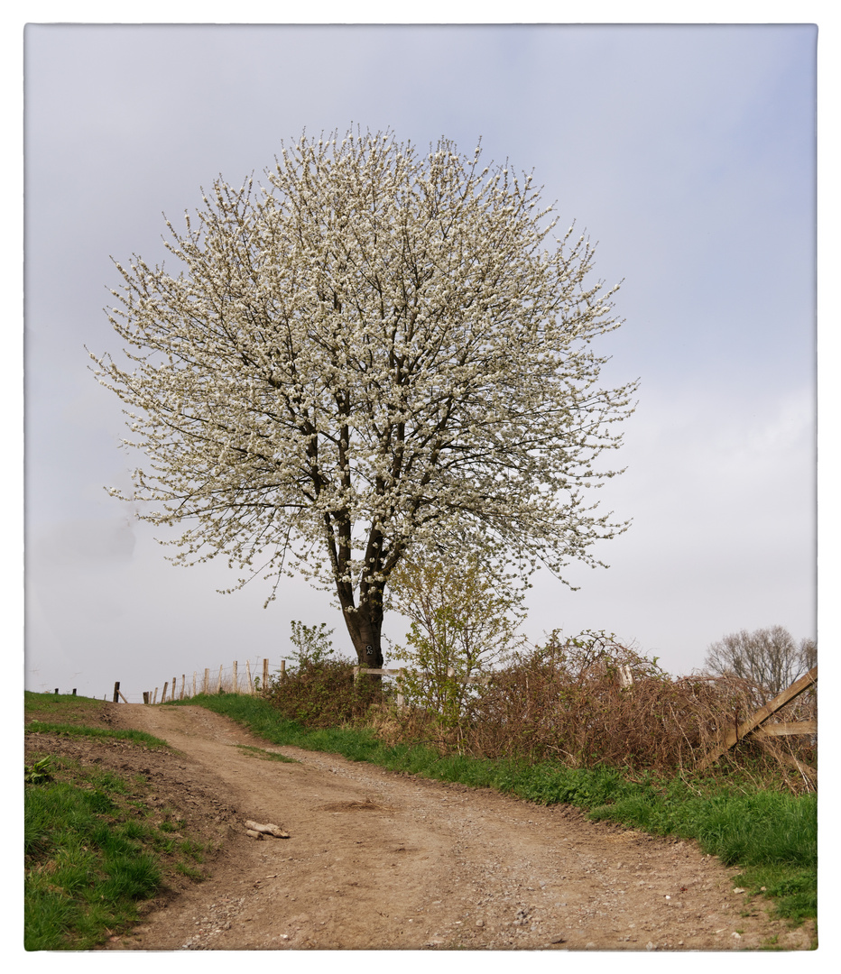 mit einem Frühlingsgruß