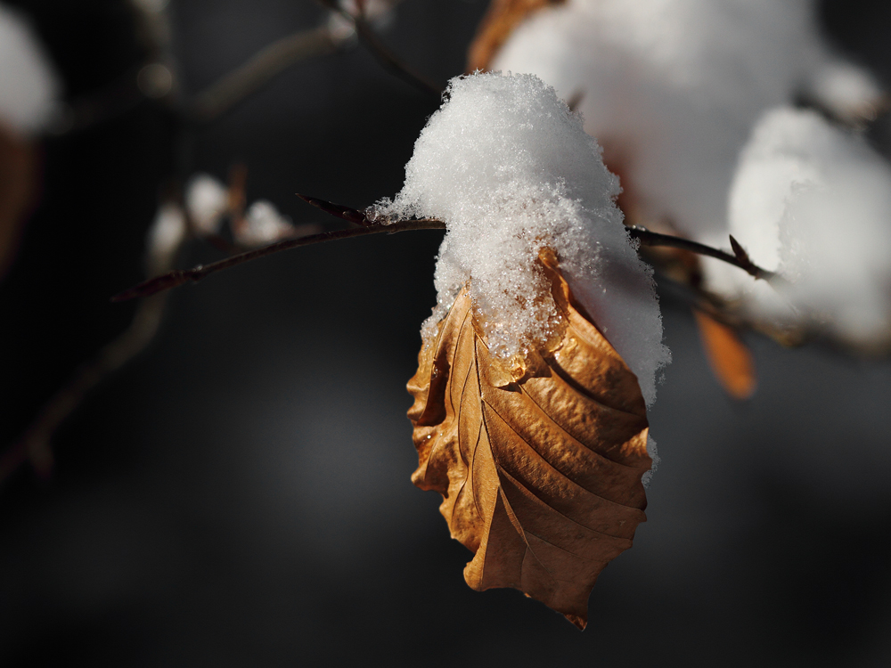 Mit einem Häubchen aus Schnee ...