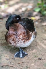 Mit einem halben Auge...