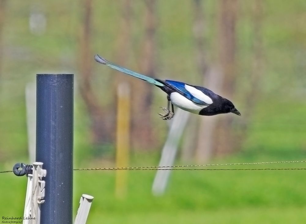 Mit einem Hopser... Foto & Bild | wiese, frühling, natur Bilder auf ...