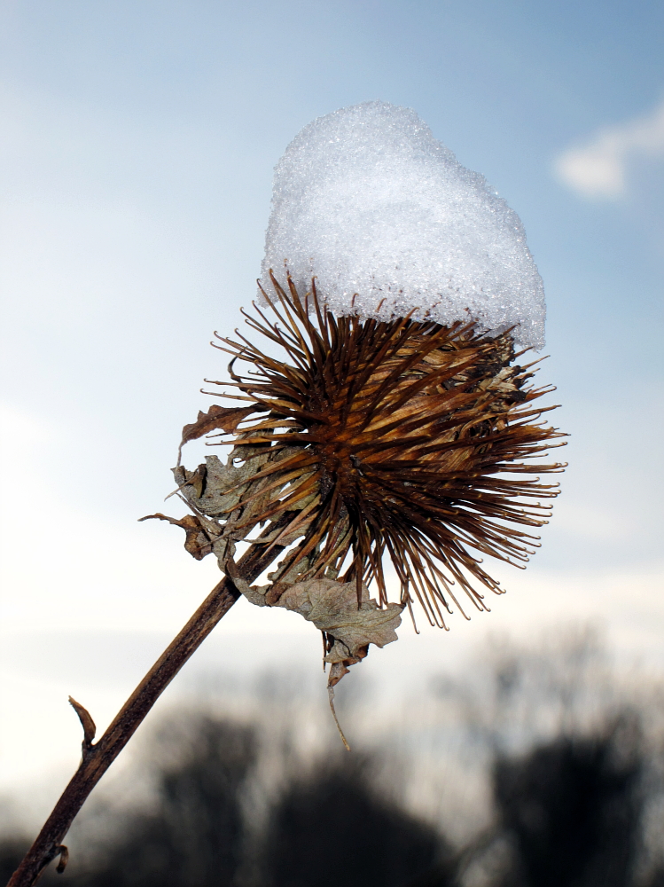 Mit einem Hut aus Schnee