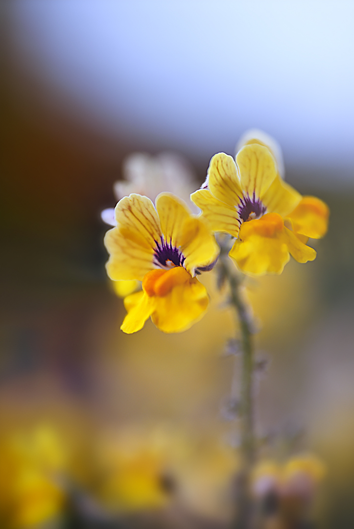 mit einem scheuen lächeln die blume sehen ...