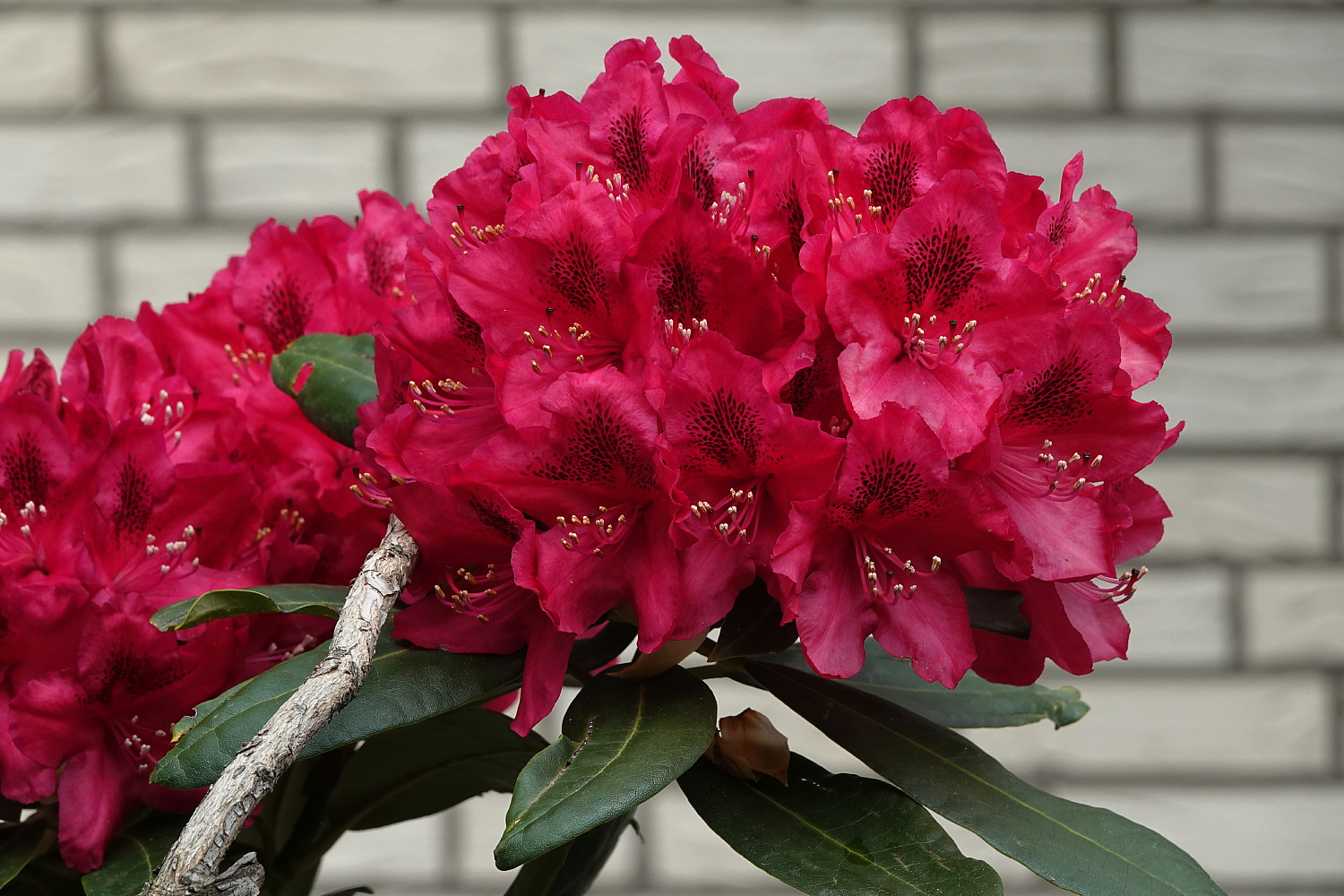 Mit einem Strauß Rhododendron