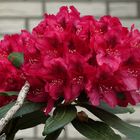 Mit einem Strauß Rhododendron