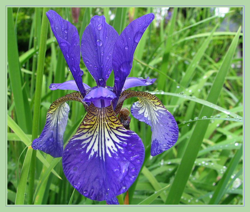 Mit einer blauen Iris