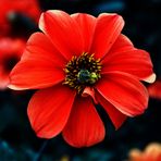 mit einer Blüte ins Wochenende ...ein schönes Solches wünsche ich Euch