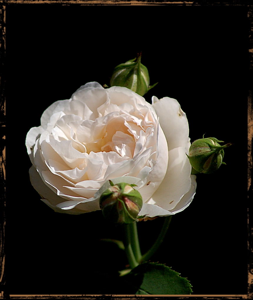 mit einer edlen weißen Rose