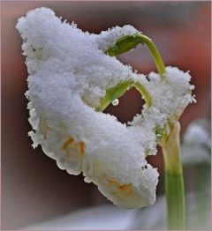 Mit einer eiskalten Überraschung