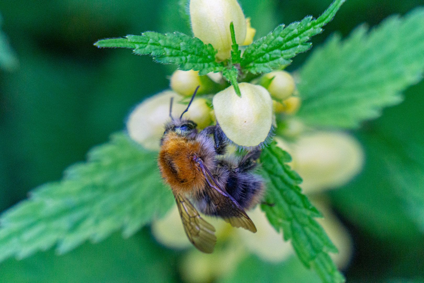 Mit einer fleißigen Hummel.......