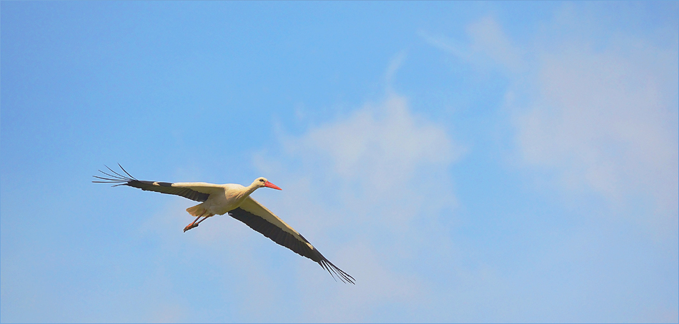 Mit einer Flugschau …,