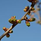 mit einer kleinen Knospe beginnt der Frühling