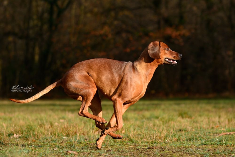 Mit einer Kralle am Boden… Foto & Bild tiere, haustiere, hunde
