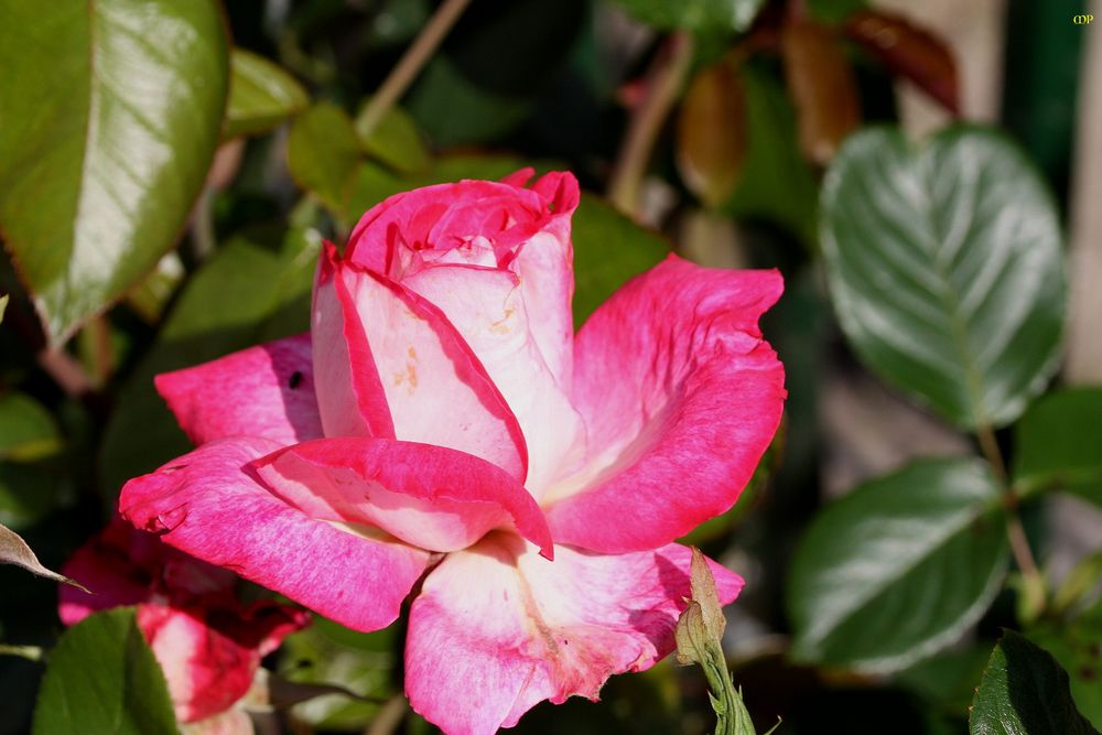 Mit einer Rose fängt die Woche immer gut an Foto & Bild | pflanzen