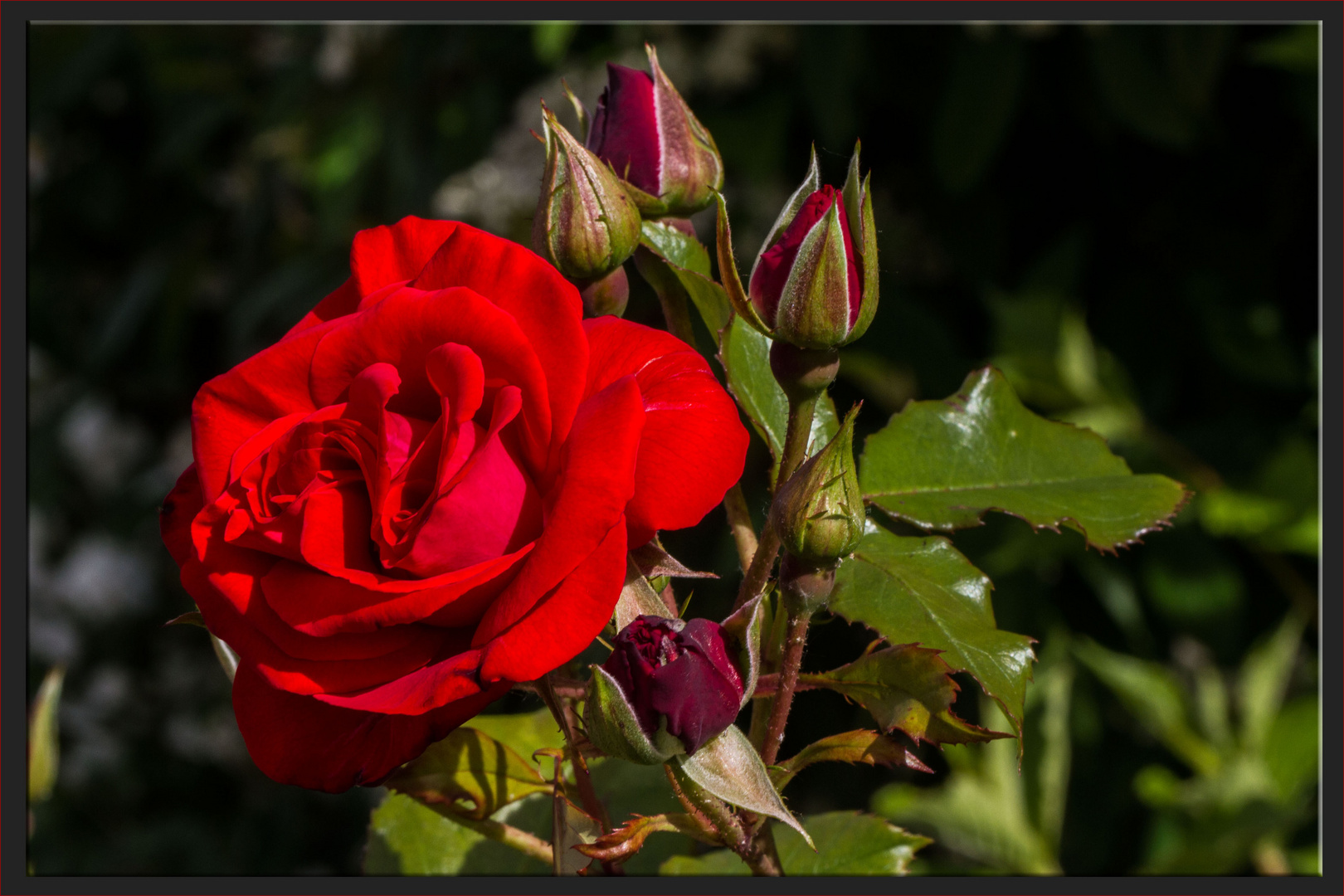 MIT EINER ROTEN ROSE Foto & Bild | karten und kalender, dankeschön