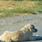 mit einer  Seelenruhe mitten auf der Strasse 