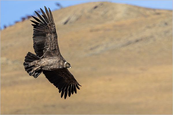 Mit einer Spannweite