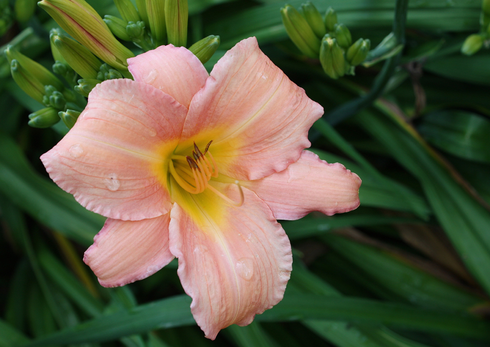 mit einer Träne auf der Blüte