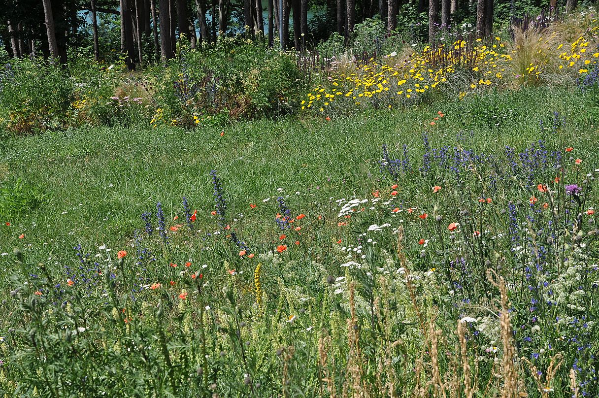 Mit einer Wildblumenwiese ...