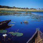 mit Einrumpfbooten im Okavango-Delta, Botswana