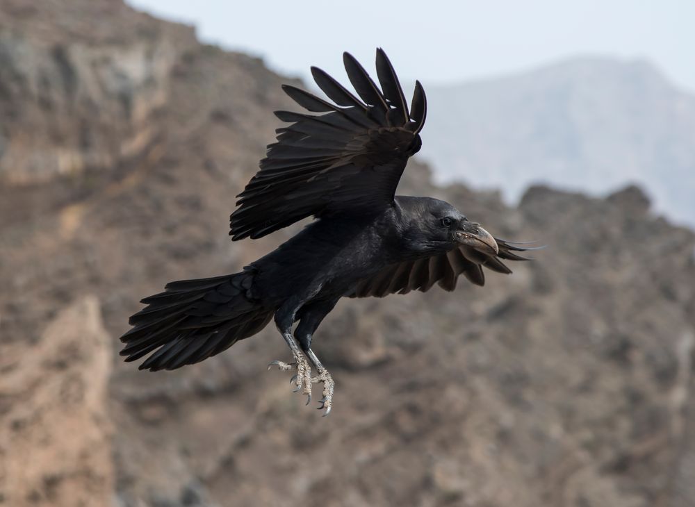 Mit Eleganz schwebt der Rabe heran