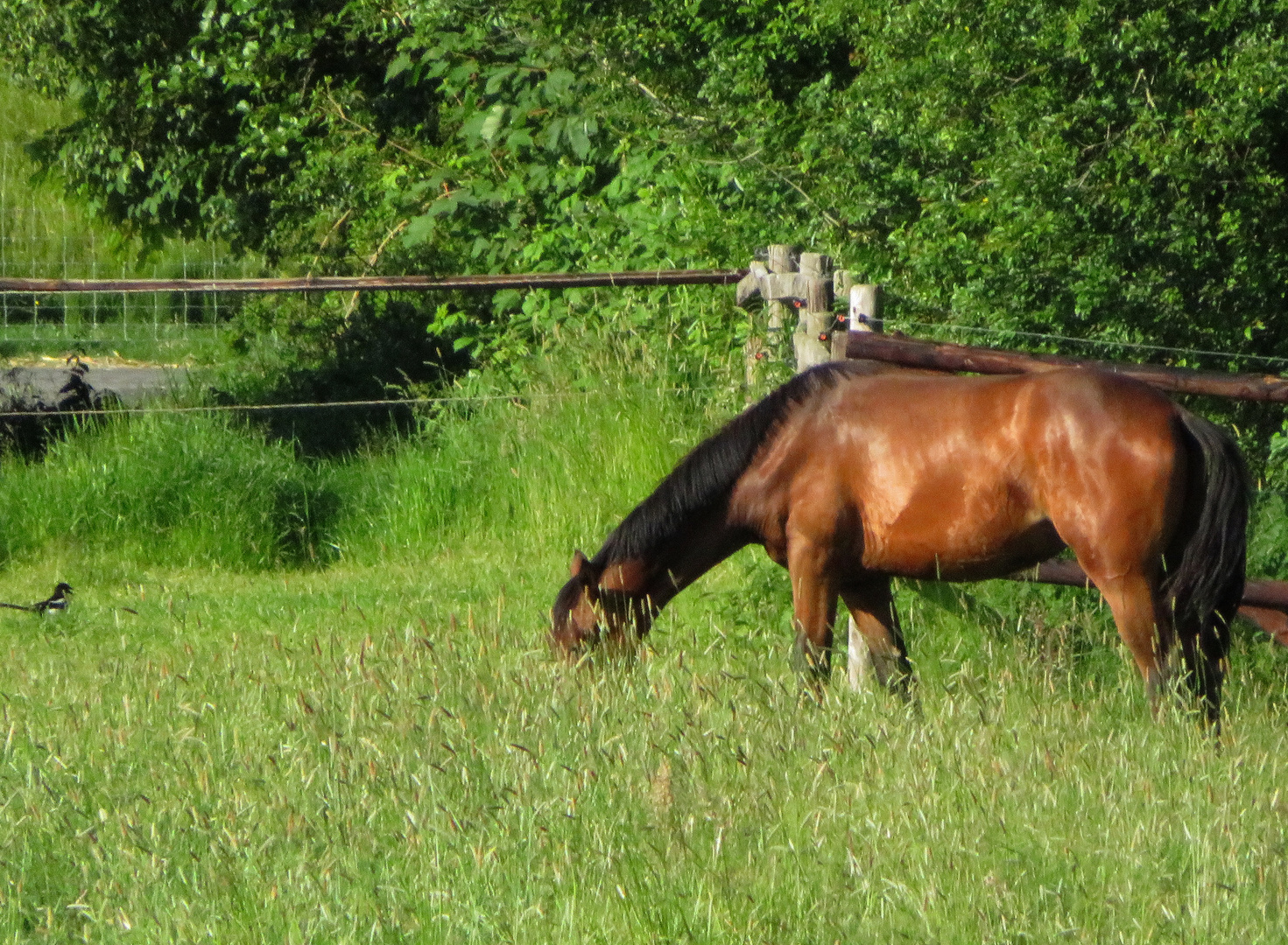 Mit Elster im Blick ...