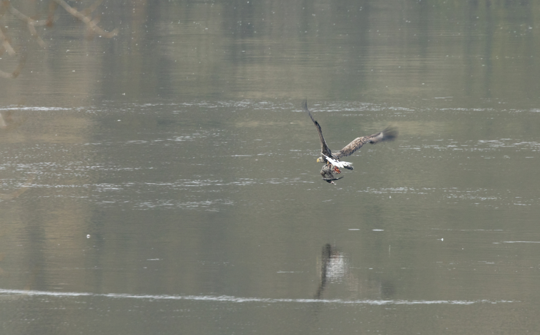 Mit erbeutetem Kormoran...