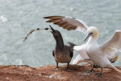 Mit " Essen " spielt man nicht...Junger Basstölpel (Morus bassanus) spielt mit Seetang