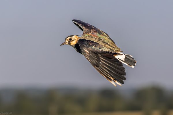 Mit Federhaube ab ins goldene Licht, …