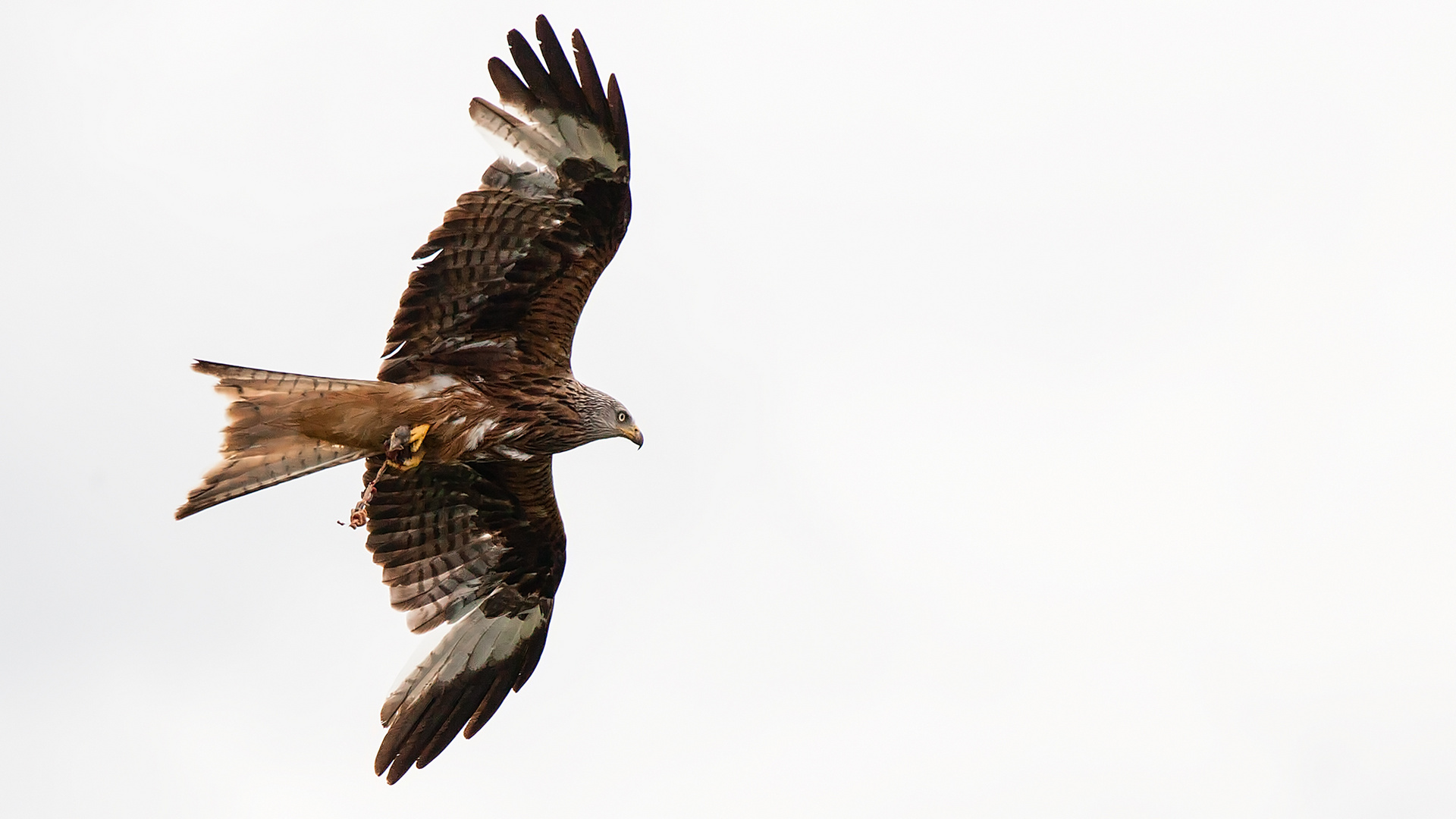 Mit fetter Beute! Sieht aus wie ein grösserer Jungvogel. .... vielleicht eine Krähe??