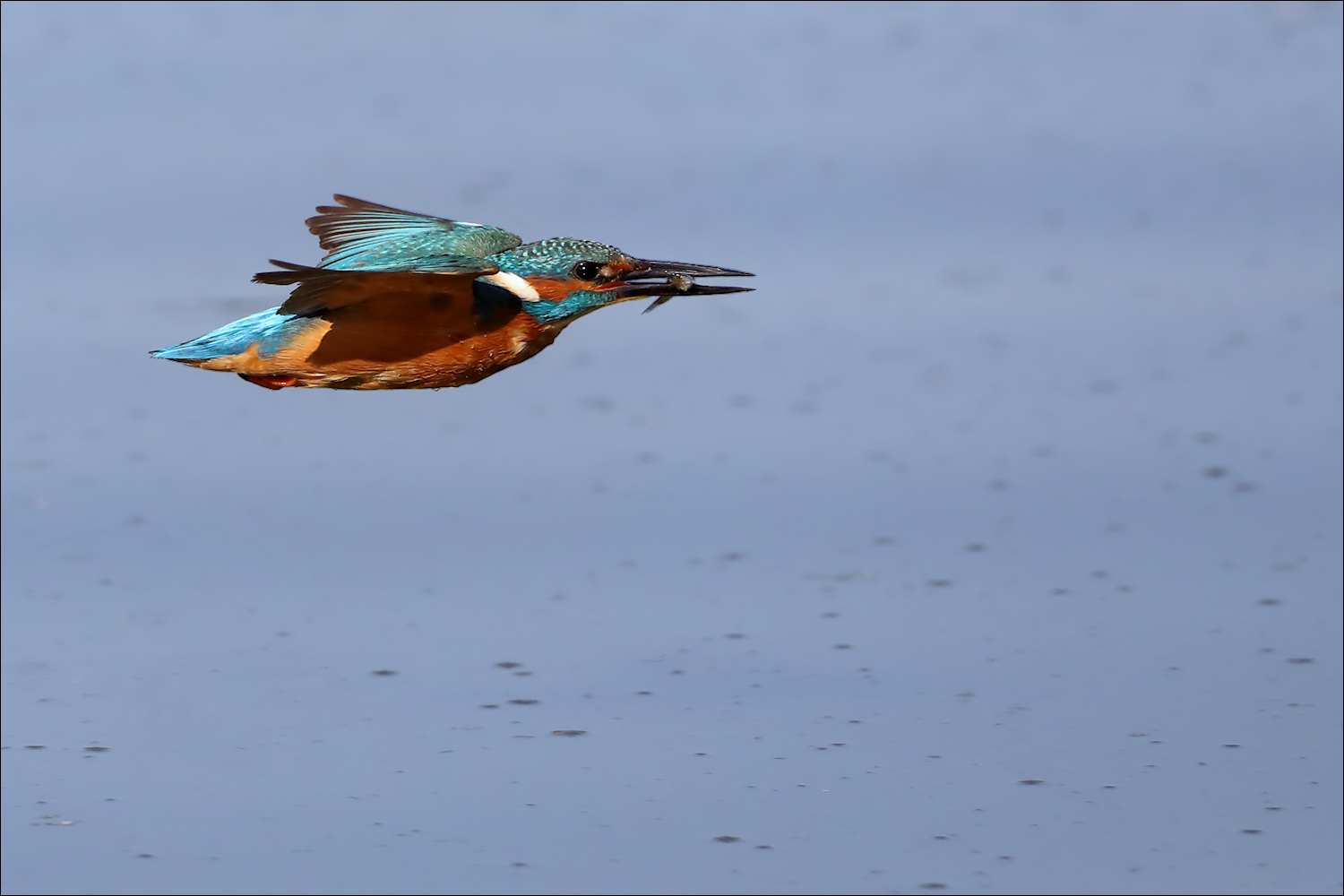 Mit Fischli ) Foto & Bild natur, vogel, tiere Bilder auf