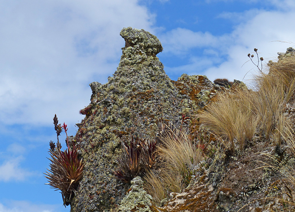 Mit Flechten und Bromelien