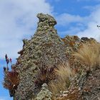 Mit Flechten und Bromelien